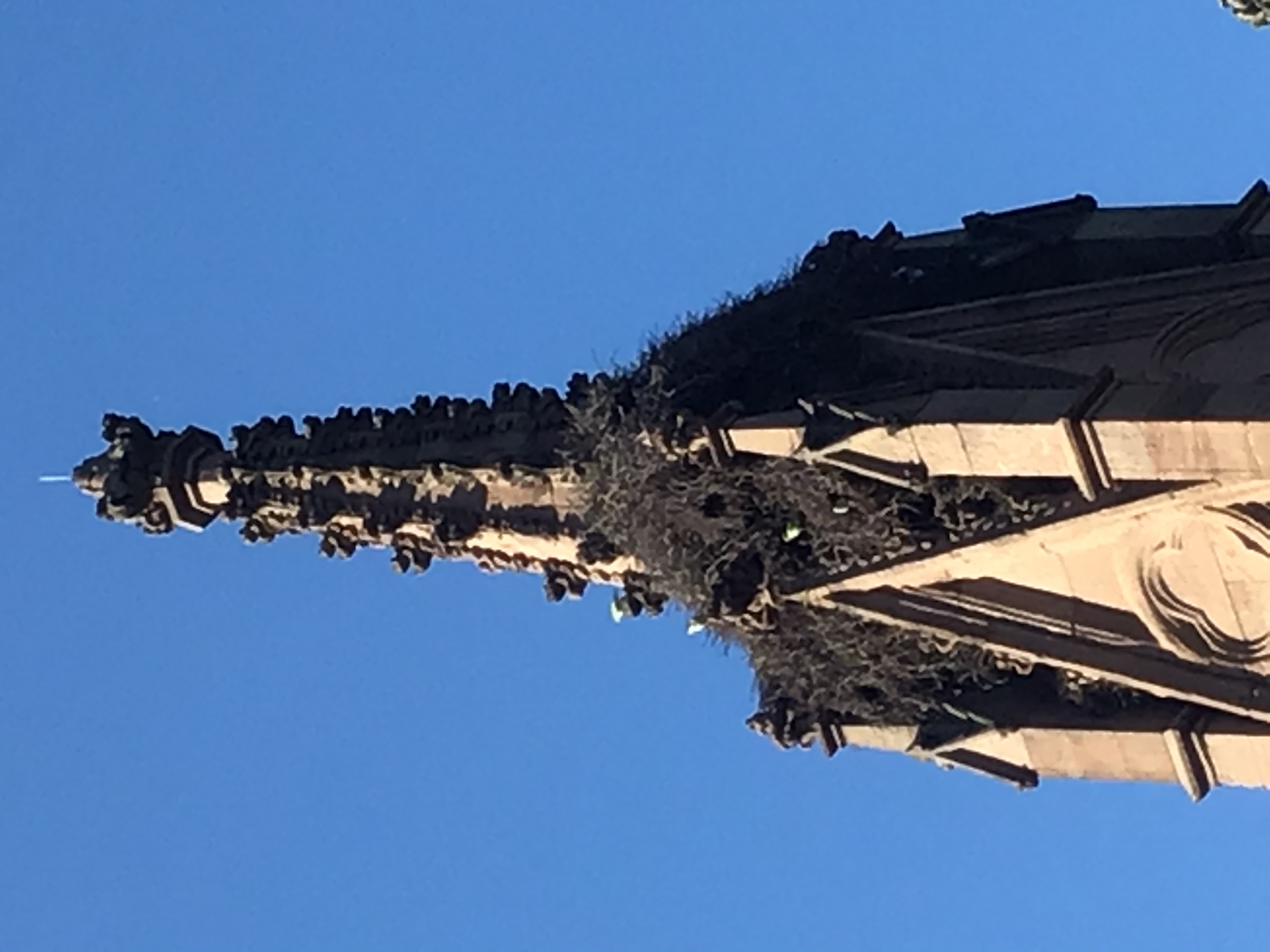 The bird colony in Green-Wood Cemetery.