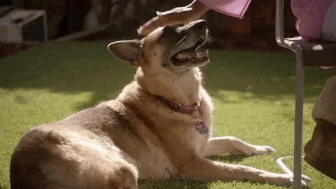 Ein Hund liegt auf dem Gras und wird von einer Person am kopf getätschelt.