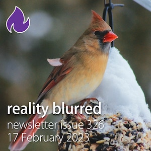 A cardinal on a snowy pinecone | reality blurred newsletter issue 326, 17 February 2023