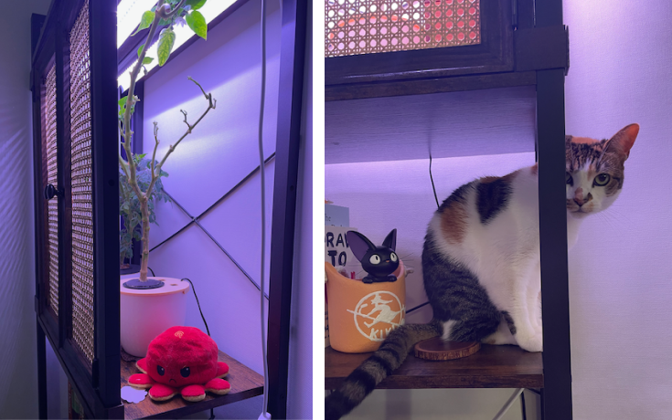 Engineer vs Cat, part 1