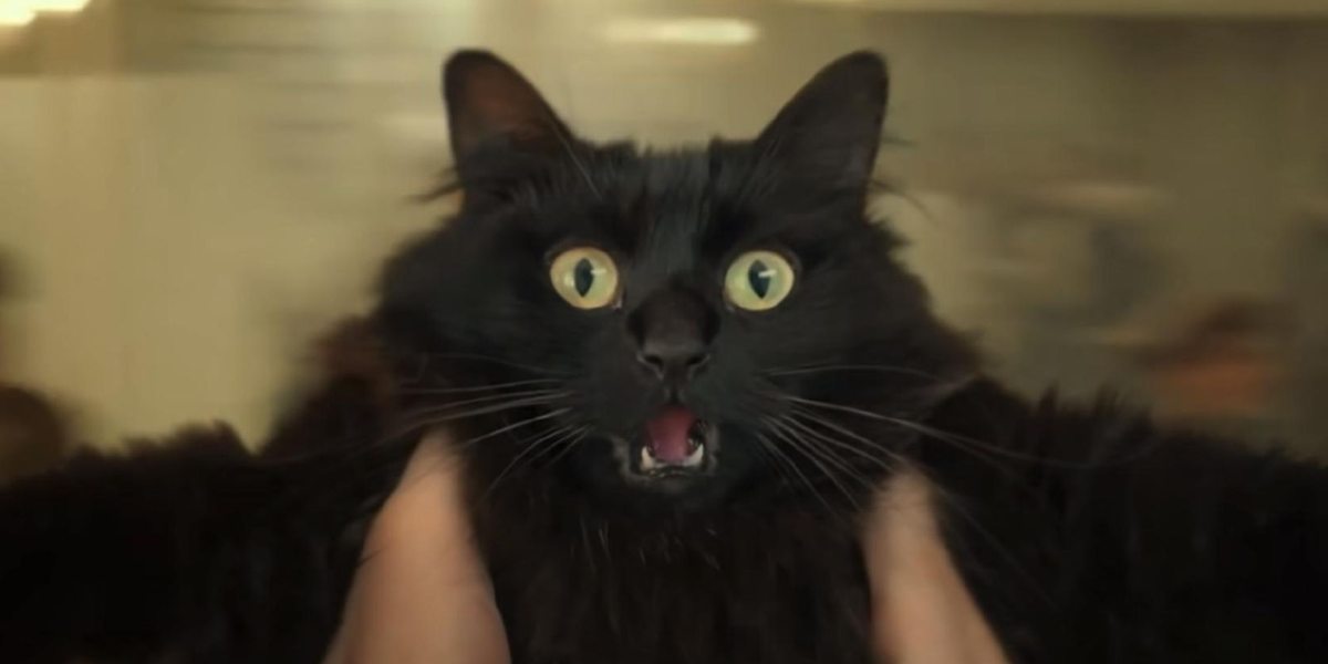 #37 The definitive article