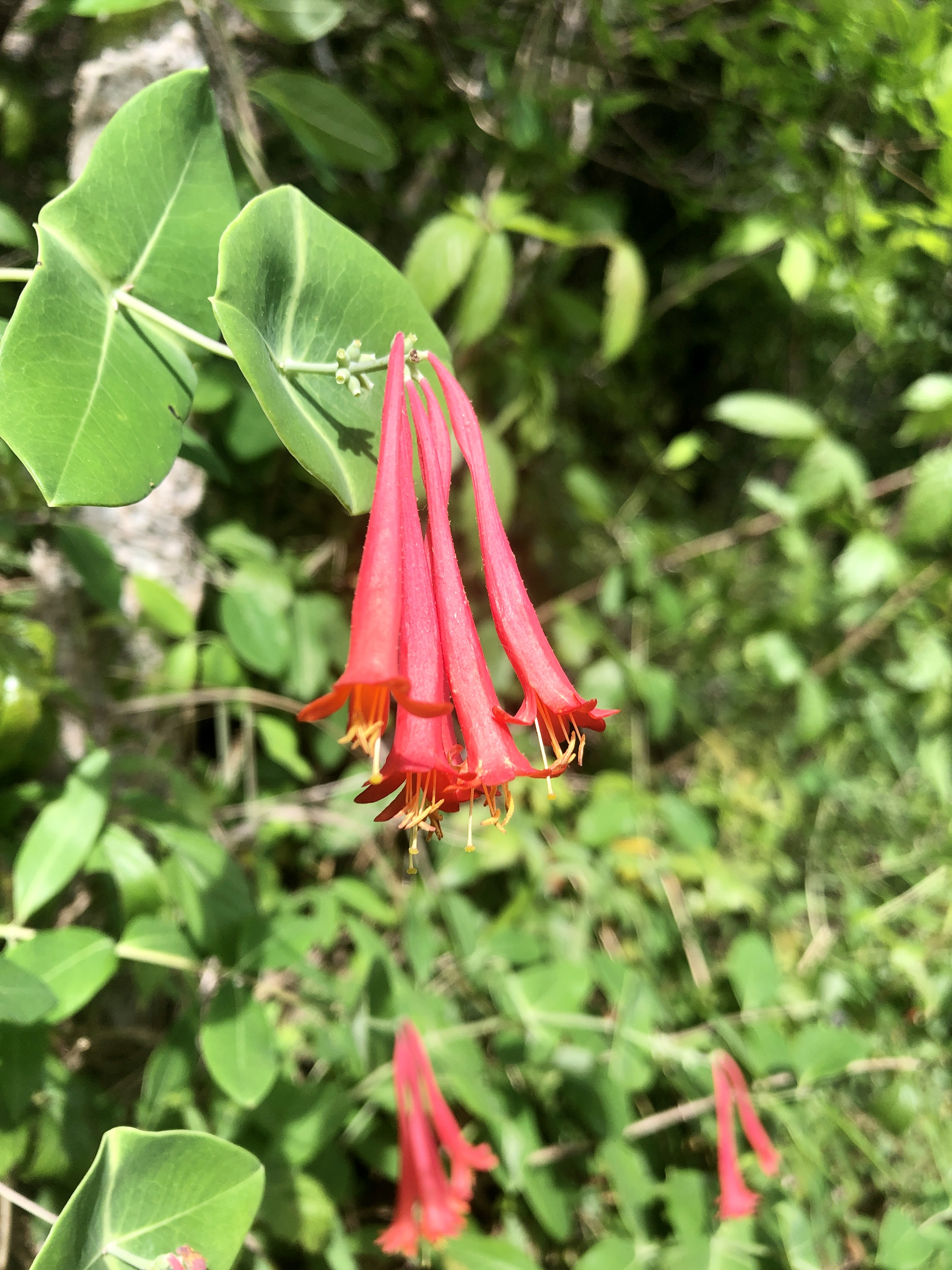 Poetically Charged April Poetry Month Newsletter, List Of Prompts For Every Day In April 