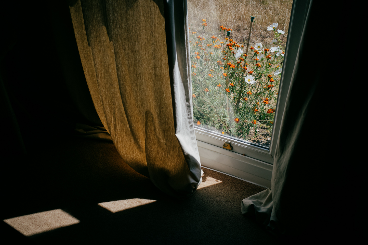 Orange and white flowers in a front garden seen through a window from the interior. There is a shaft of sunlight on the floor running right to left from the window, and the curtain to the left of the window is glowing in the backlight