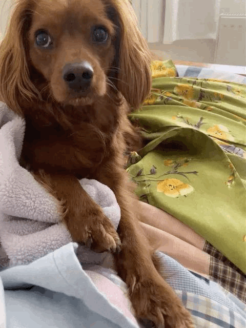 Radio wags his tail in this animated gif.