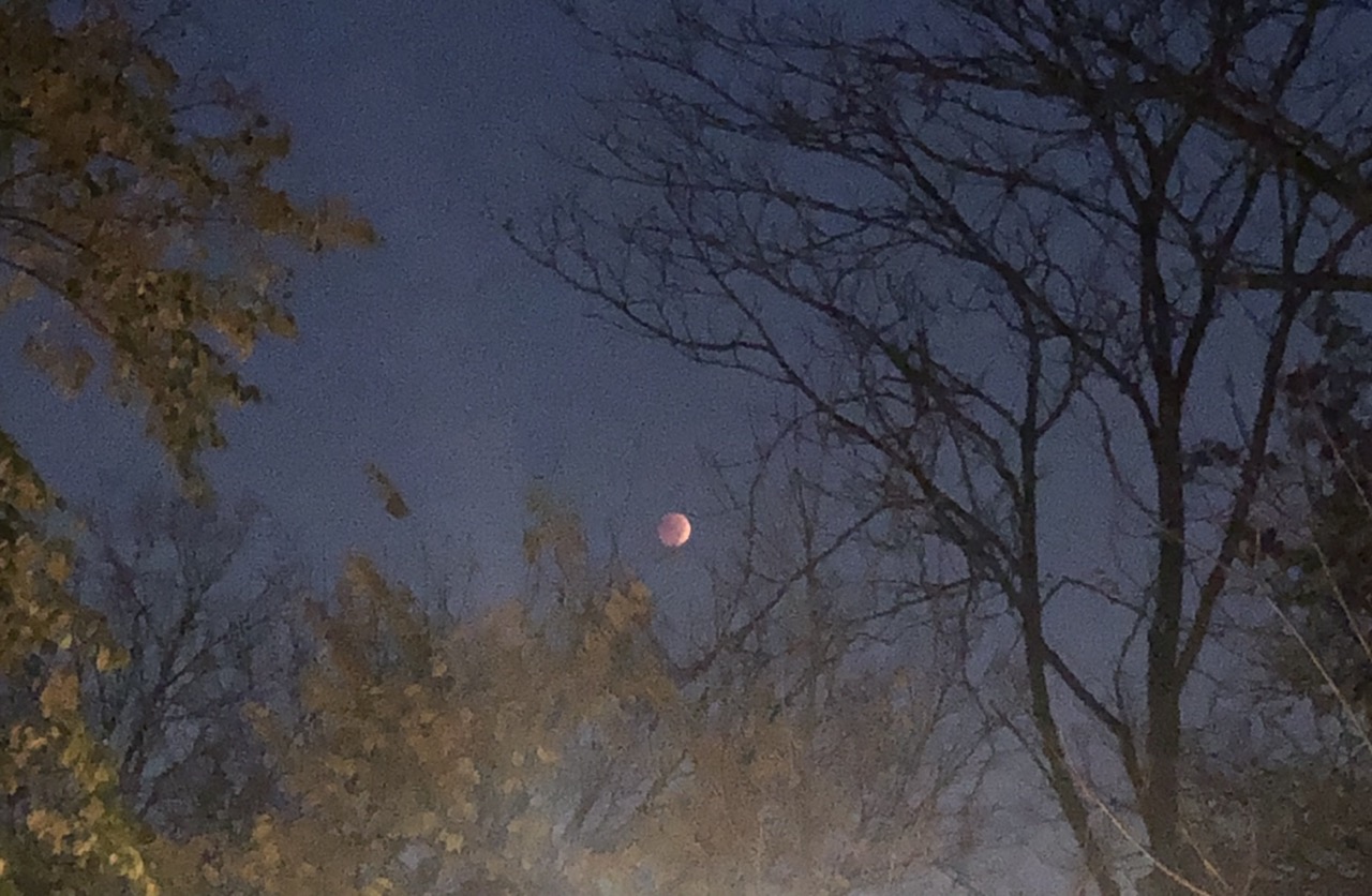 nov 8 2022 - show girl