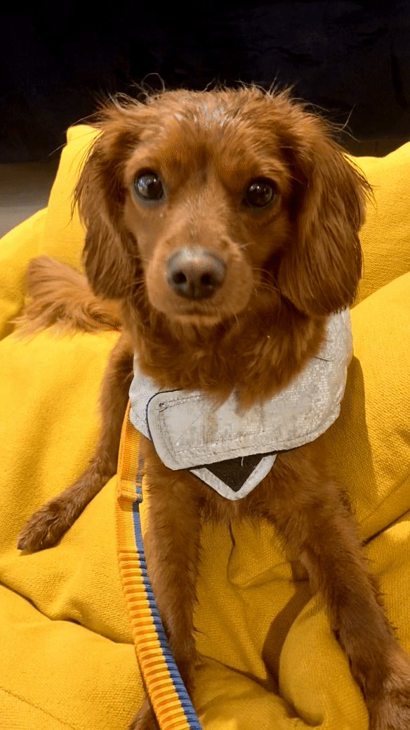 A beautiful dog nods his head over and over again in this GIF.