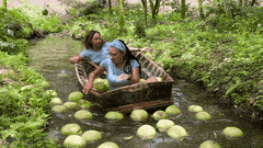 Two people in a boat in a narrow canal, picking up floating pomelos