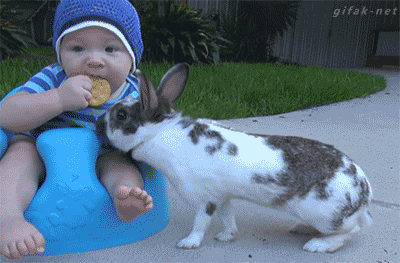 A rabbit takes a cookie from a baby and runs away