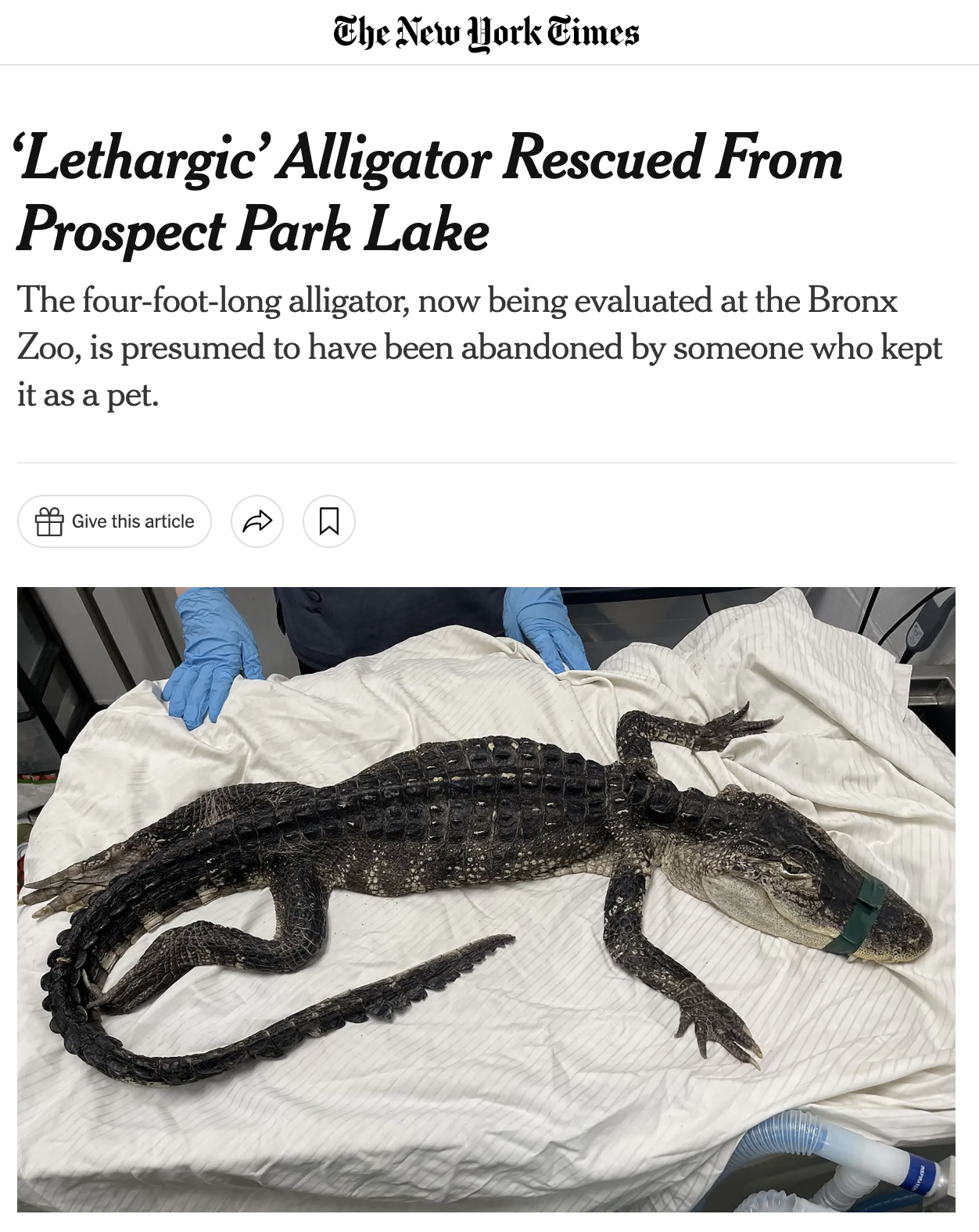 Screenshot from NYT regarding the discovery of Godzilla.