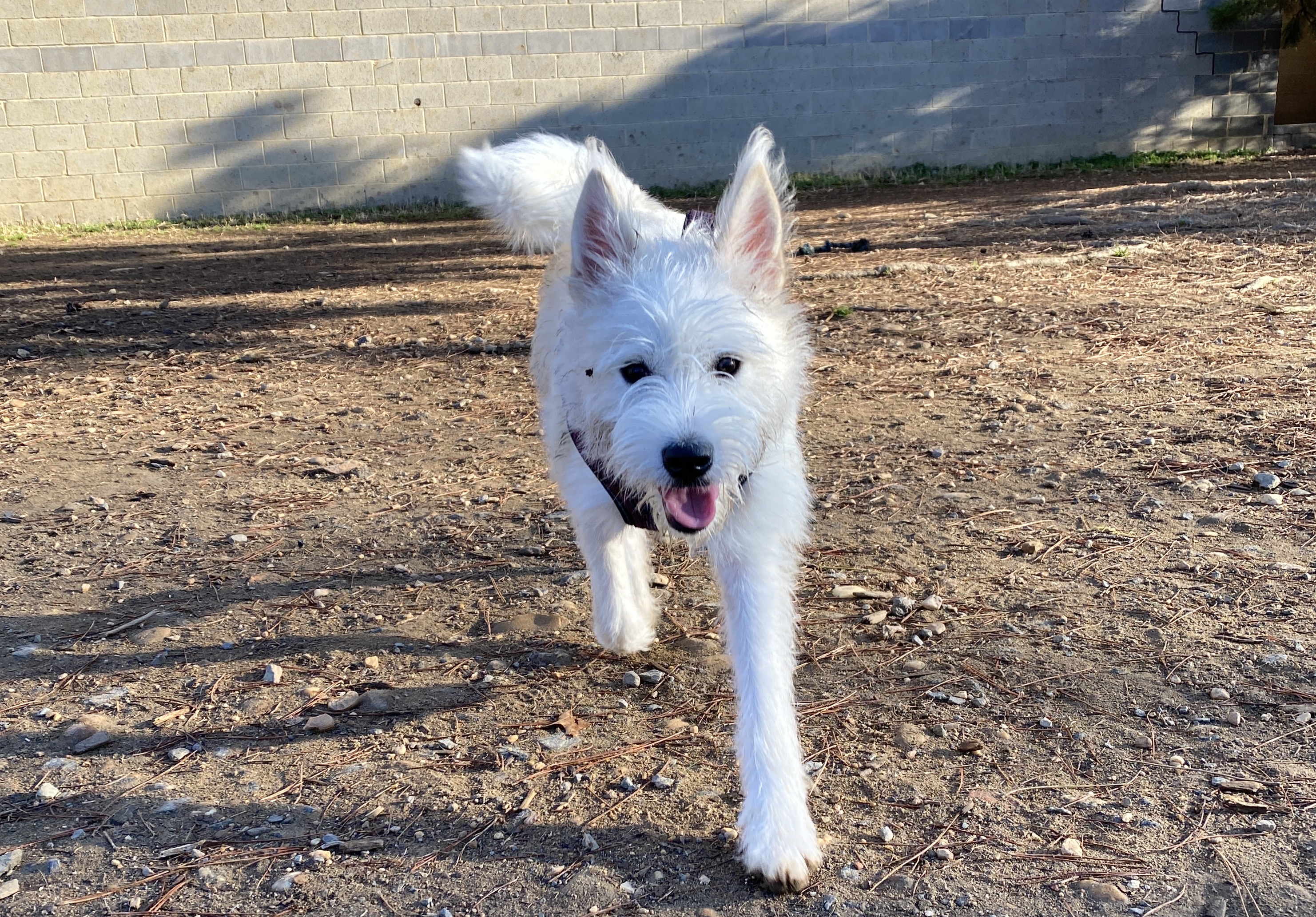 A small white dog looking happy at a dog park