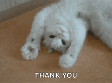 a cat laying on the floor opening and closing its paws, with the words THANK YOU