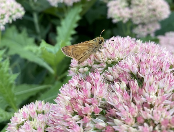 This week: The difference between moths and butterflies